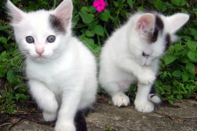 Cute White Cat Wallpapers Backround