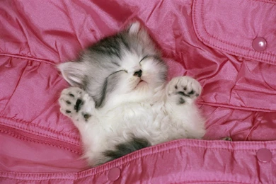 Download Free Hd Sleeping Cute Cat Wallpapers Quality Desktop ...