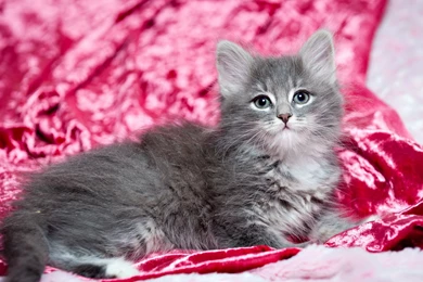 Hd Cat Wallpapers, Kitten Images, Cute Cat Photos, Claw, Animals ...