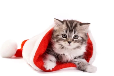 Christmas Cat Wallpapers