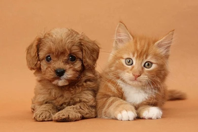 Hd Cat Wallpapers, Hairy, Pets, Animal Desktop Images, Pussycats ...