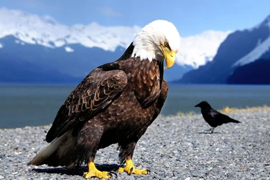 Eagle Animal Hd Wallpapers Animals HD Wallpaper Backgrounds Image ...