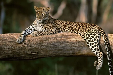 Leopard Animal Free High Definition Wallpapers