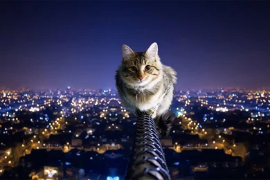 Cat Over The City Night Wallpapers HD 1920x1200