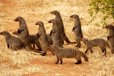 Animal Hd Wallpapers 1080P   1493915