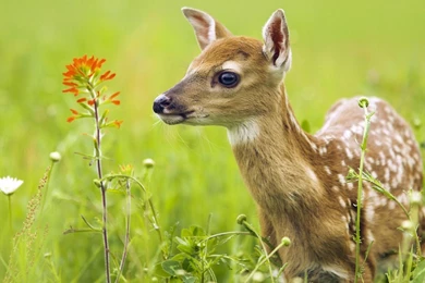 Animals_deer_fawn_baby_animals_hd_wallpapers.jpg