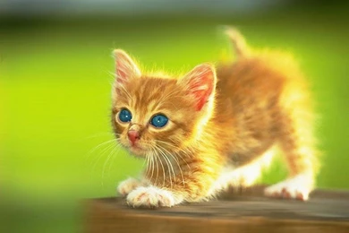 Free Wallpapers For Computer Large Hd Wallpapers Database