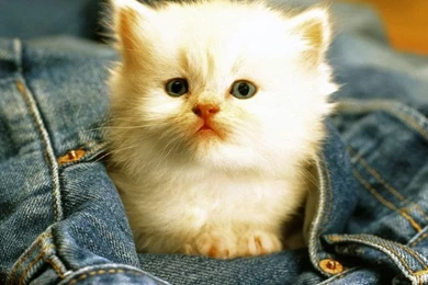 Cats Wallpapers Free Download Computer Wallpapers Free Wallpapers ...