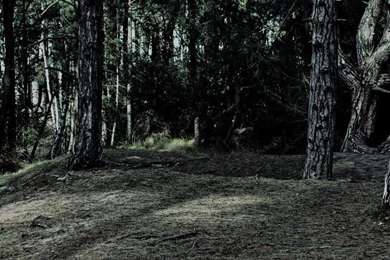 Dark Woods Stock By S uperflu0us On DeviantArt