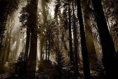 Dark Woods Backgrounds   Wallpapers