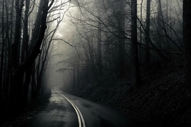 Dark Woods Wallpapers Free