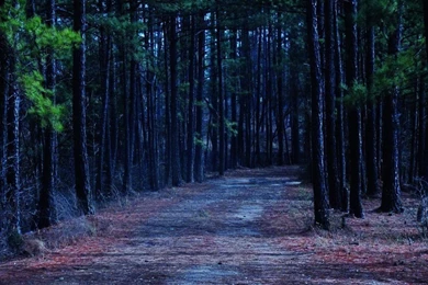 Dark Woods. By BabsxStock On DeviantArt