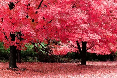 Natural HD Wallpapers Full Screen