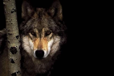 WOLF IN THE DARK WOODS WALLPAPER   (