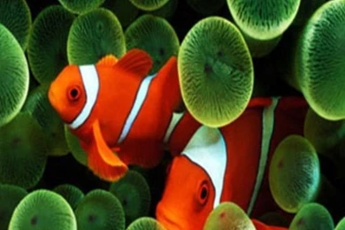 Iphone_clownfish_wallpaper 640x1136.jpg