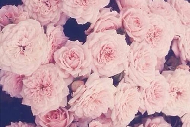 Floral Iphone Wallpapers