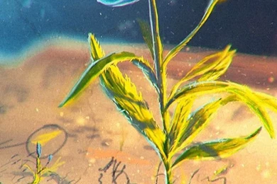 Flower Abstract Book Open iphone 5 wallpaper ilikewallpaper_com.jpg