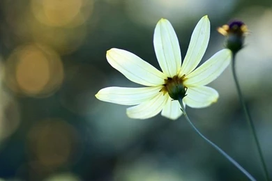 White Small Flowers Wallpapers For Iphone 5 Wallpapers At GetHDPic.com