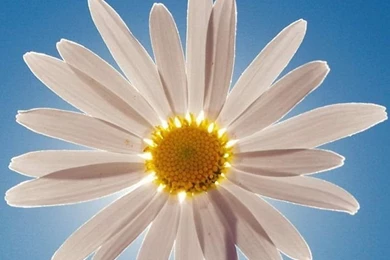 Daisy Flower iPhone 5s Wallpapers Download