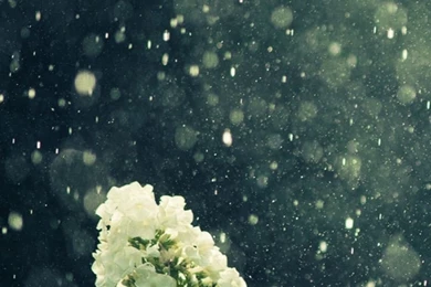 Green iPhone 6 Wallpapers