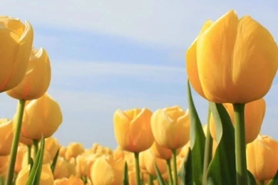 Flowers Sun Tulip Sky Yellow iPhone 6 Wallpapers HD And 1080P 6 ...