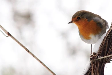 Angels 1600 X 900 Wallpapers Free Wallpaper Images