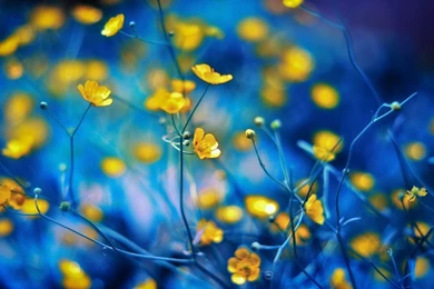 Spring Bokeh Widescreen Wallpapers