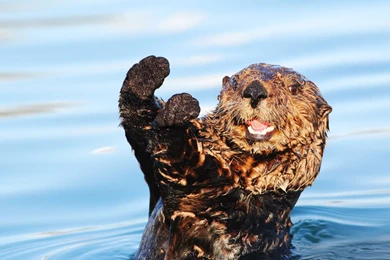 Download Wallpapers 2560x1440 Otter, Wet, Water, Animal Mac iMac 27 ...