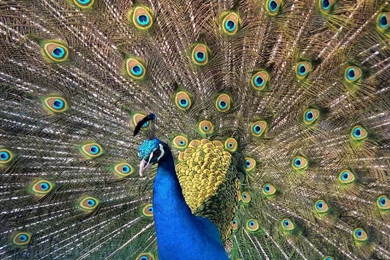 Lion, Mac, Resolution, High, Wallpapers, Desktop, Top (