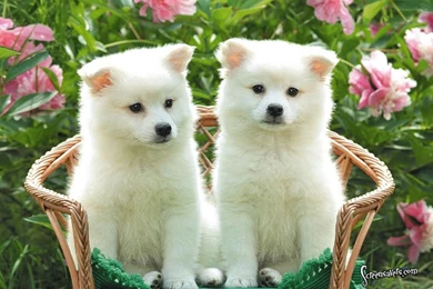 Gallery For   Cute Dog Puppy Wallpapers