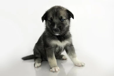 Puppy Dog   Splendid Wallpapers HD