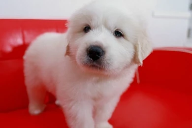 Dog Wallpapers Free   The Dog Wallpapers   Best The Dog Wallpapers