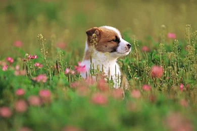 Cute Puppy In A Park, Puppy Dog On Grass, Lovely Puppies Outdoor ...
