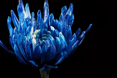 Blue Black Beauty Wallpapers