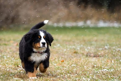 Bernese Mountain Dog Puppies Images Wallpapers
