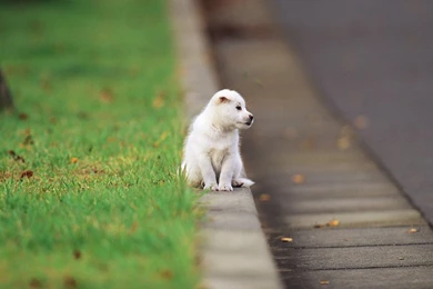 Cute Puppy In A Park, Puppy Dog On Grass, Lovely Puppies Outdoor ...