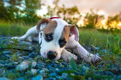 Dogs Stones Glance Puppy Amstaff Animals Puppy Dog Cute Eyes ...