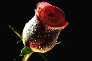 Rose Desktop Wallpapers FREE On Latoro.com