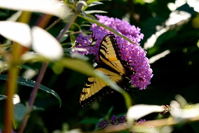 Hd Nature Wallpapers, Flowers, Hd Landscapes, Organic Life, Fresh ...