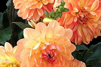 Full HD Flowers Leaves Black iPhone 6 Wallpapers Downloads Free ...