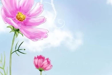 Free Iphone Wallpapers Hd: Cute Flowers Iphone Wallpapers