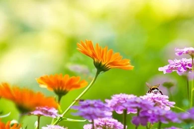 iPhone 6 Plus Wallpapers Flowers 08