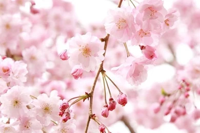 iPhone Flower HD Wallpapers