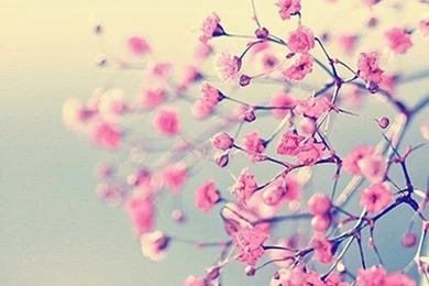 Pretty In Pink, Pink Flowers, Pink Blossoms, Vintage Photography ...