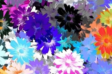 Floral iPhone Backgrounds