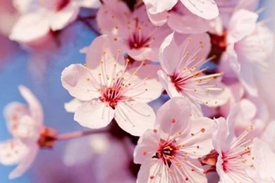 Green Orange iPhone 5 Wallpapers Hd 640x1136 Iphone 5 Backgrounds