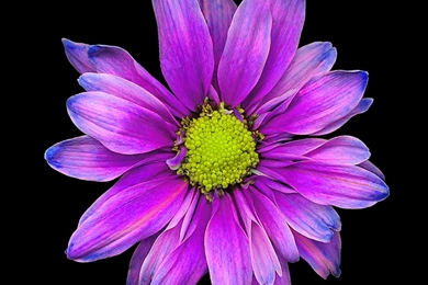 Iphone 6 Wallpapers Purple Flower Coll