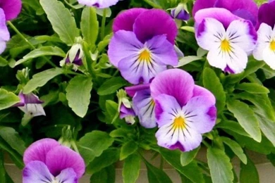 HD Free Pansies Flowers iPhone 6 Plus Backgrounds And Wallpapers ...