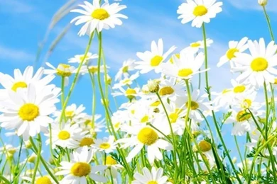 Daisies Flowers iphone wallpaper ilikewallpaper_com.jpg