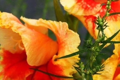 Full HD Flowers Twilight Backgrounds Download For iPhone 6 750x1334 ...